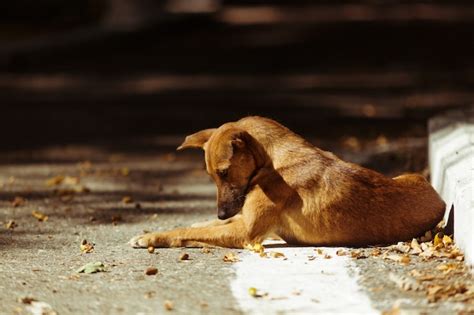 Premium Photo Sad Abandoned Dog Lying On The Ground Cute Homeless