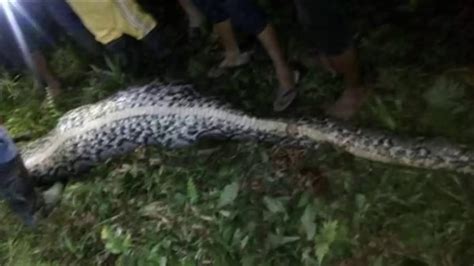 indonesian man s body found inside python police youtube