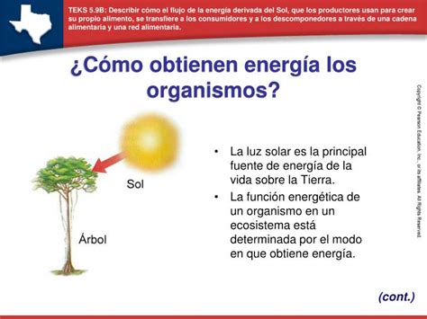 Ppt ¿cómo Obtienen Energía Los Organismos Powerpoint Presentation