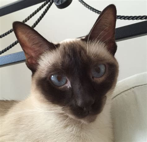 Chocolate point siamese cats have a slight pink. Pin by Lori Sexton on Chocolate Point & Seal Point Siamese ...