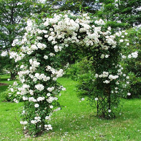 White Climbing Rose Seeds Flower Garden Plant Seedlings Buy 1 Get 1
