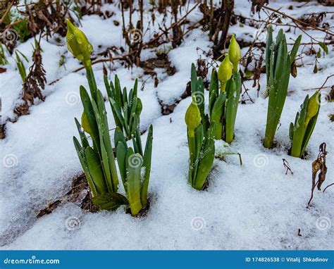 Buds Of Daffodils Among The Snow In Early Spring Stock Photo Image