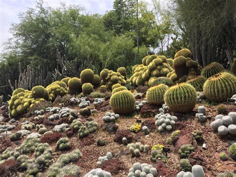 William hill sportsbook at cactus petes. Desert garden at the Huntington Library and Botanical ...