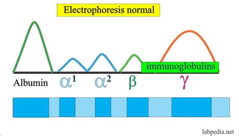 Protein Electrophoresis Alpha 1 Protein Info