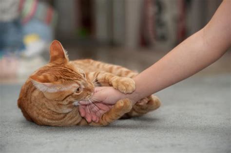 Watch wrestling stimulates their cumshots! Why does my Cat Knead me and then Bite me?