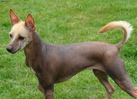 Xoloitzcuintli Dog Breed Mexican Hairless Dog Pictures Information