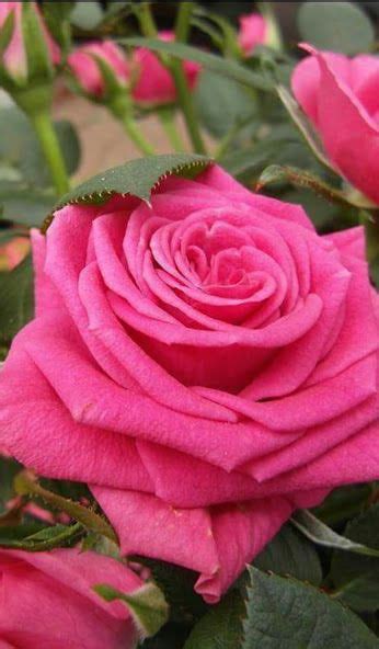 DON T WAIT LIFE GOES FASTER THAN YOU THINK Beautiful Rose Flowers