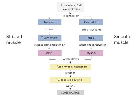 Smooth Muscle Contraction Concise Medical Knowledge