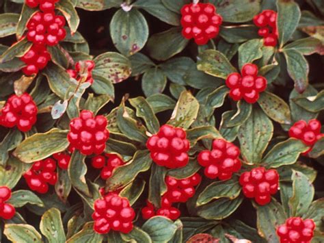 All parts are poisonous, especially the berries, the consumption of which has a sedative effect on cardiac muscle tissue and can cause cardiac arrest. Red Dogwood Berries Poisonous Dogs - The Home Interior Ideas