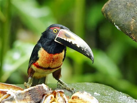 Animals World Wallpapers Of Animal Collared Aracari Birds