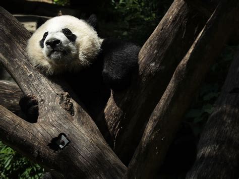 Giant Panda Leaving The National Zoo | Washington DC, DC Patch