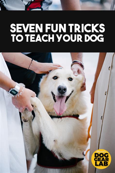 Important Tricks To Teach Your Puppy Puppies Tips