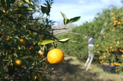 How To Help An Orange Tree Produce Sweet Oranges Hunker