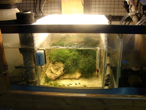 How To Set Up A Refugium On A Reef Tank Advanced Aquarium Concepts