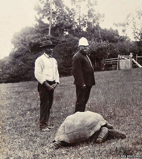 Meet Jonathan St Helenas 182 Year Old Giant Tortoise Bbc News