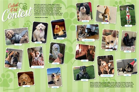 Cutest Pet Photo Contest 2021 County Lines Online
