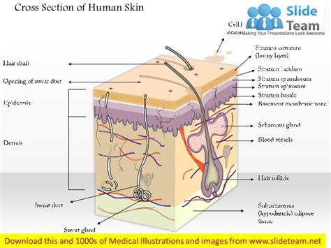 Find the perfect human skin cross section image. Cross section-of-human-skin medical images for power point