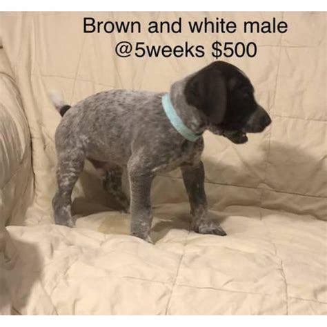 45 to 75 pounds life span: 9 German Shorthair Pointer puppies for sale in Memphis ...