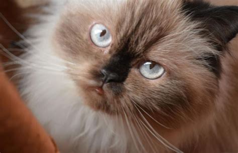√ [LENGKAP] 4 Jenis Kucing Persia Beserta Ciri-Cirinya!