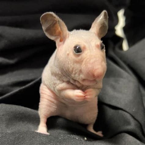 A Hairless Hamster Rpics
