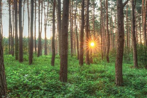 Sunset Sunrise Sun Sunshine Shining Through Pine Trees In Sunny Summer