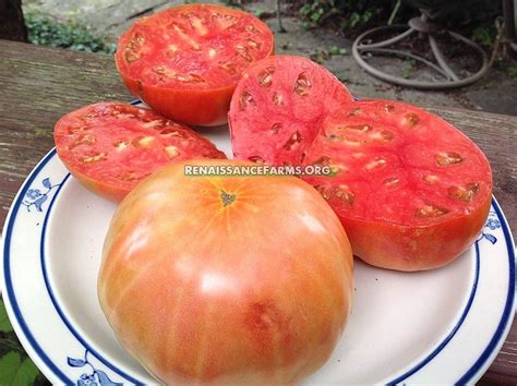 Italian Giant Beefsteak Tomato Seeds For Sale At Renaissance Farms