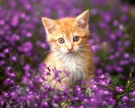 Strictly Wallpaper Wallpapers For Cat Lovers 5