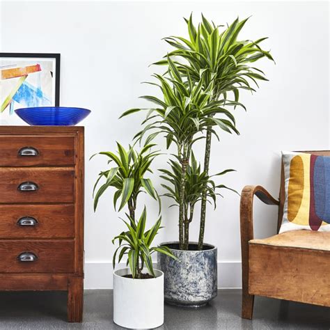 As long as the light energy is of the correct. Dracaena Fragrans | Dragon Tree | Indoor Plants in London ...