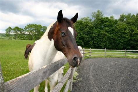 « que ce jour t'apporte bonheur et joie en quantité et comble ton joyeux anniversaire. Grey Horse Matters: Joyeux anniversaire bleu | La Mine d ...