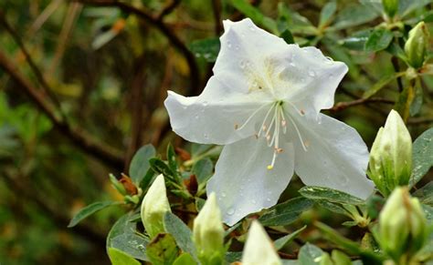 5 Must Have Shrubs With White Flowersto Extend The Life Of Your Garden