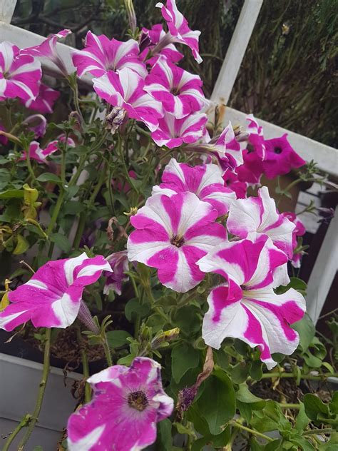 Petunia bicolor