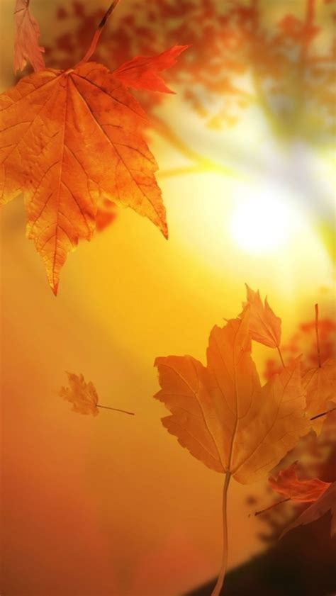 Beautiful Autumn Falling Yellow Leaves Sunshine Iphone Wallpapers Free