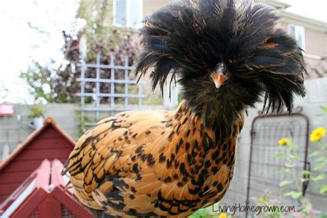 Not only do they produce fresh eggs, but they eat pests, gobble up your food scraps and their litter is a wonderful fertiliser when composted. Living Homegrown