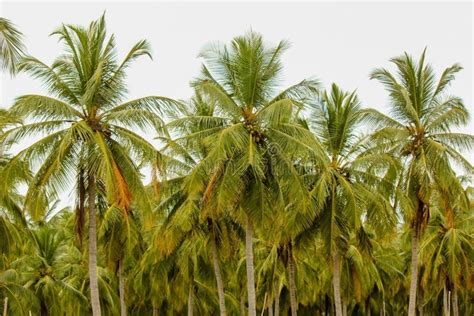 Background Coconut Plantation In Srilankan Rural Area Stock Image