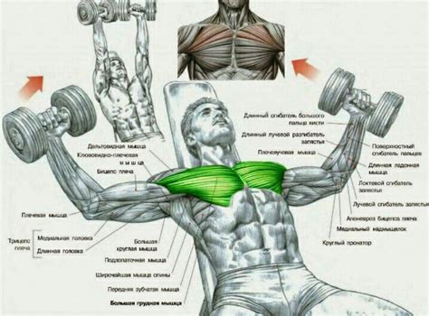Chest Muscles Diagram Female Chest Muscle Anatomy Diagram Muscle