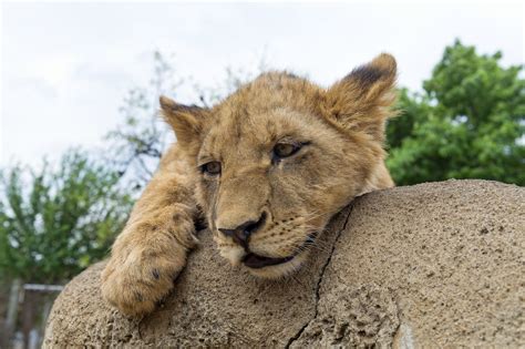 Sleepy Cub On The Rock One Of The Cute And Bigger Cubs L Flickr