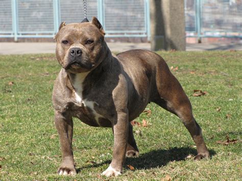 American Pit Bull Terrier All Big Dog Breeds