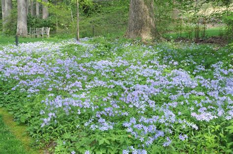 I have a woodland area where i have removed the worst vines from trees and have brought what i thought were the worst weeds under some control. Pin by Floraphile Garden Design on Stonefield Landscape ...