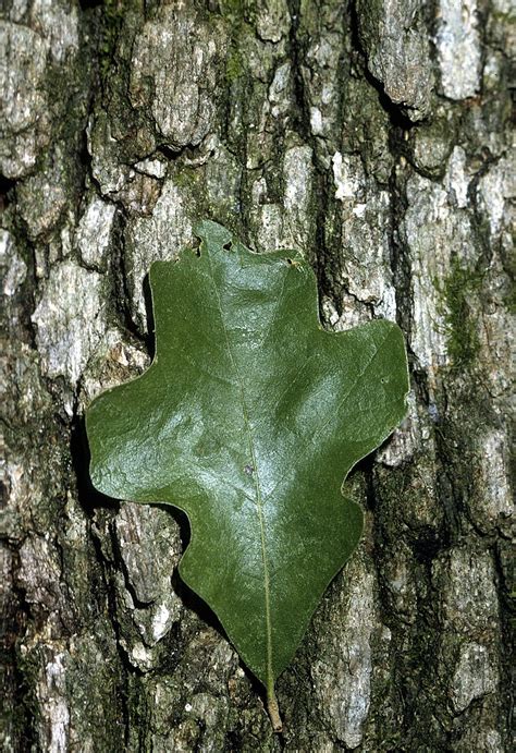 Water Oak Tree Leaves Hyon Jacobsen
