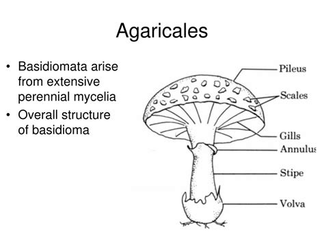 Ppt Basidiomycota Powerpoint Presentation Free Download Id6463926