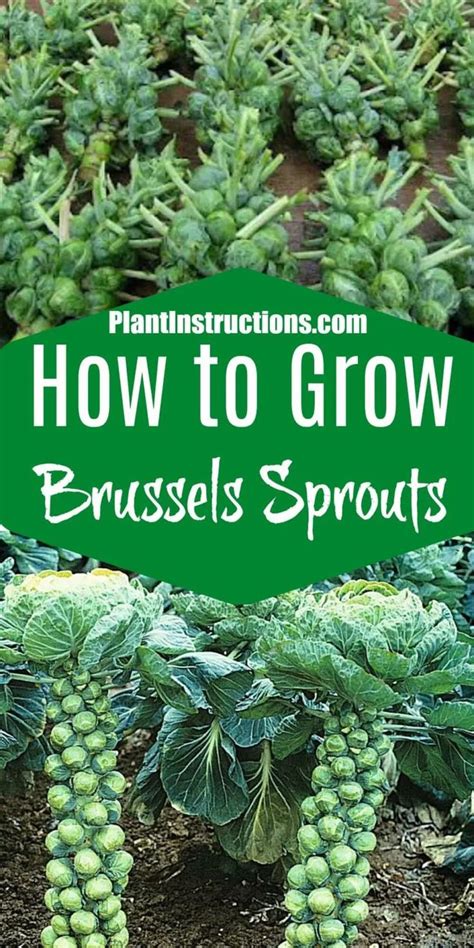 Next (bryce canyon national park). How to Grow Brussels Sprouts in 2020 (With images ...