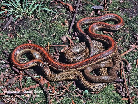 How big do garter snakes get? Northwest Nature Notes: GARTER SNAKES