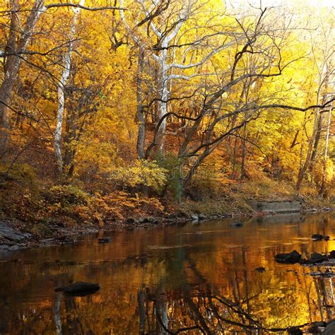 Autumn Forest With River Stock Photo Image 61892132