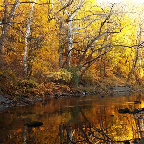 Autumn Forest With River Stock Photo Image Of Park Seasonal 61892132