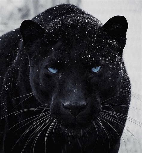 Black Panther😍 ️ Look At Those Blue Eyes Pantera Animales Panteras