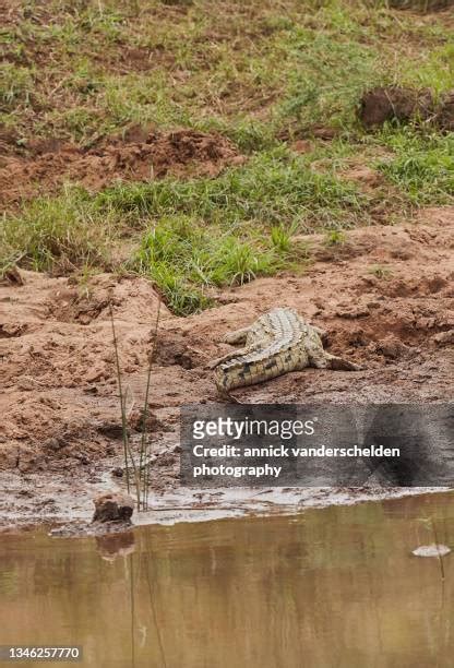 Crocodile River Limpopo Photos And Premium High Res Pictures Getty