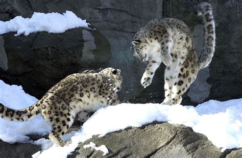 Snow Leopards At Roger Williams Park Zoo New England Today