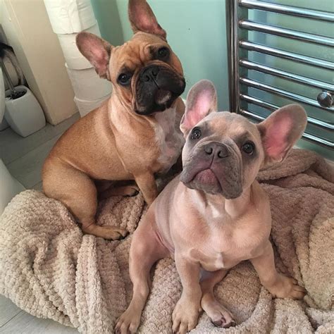 Pin By Frenchiemax On Frenchie Puppies ️ ️ ️ Frenchie Bulldog French