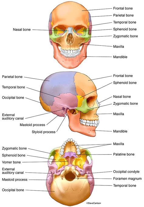 bones of the human skull photo basic anatomy and physiology human skull anatomy medical anatomy