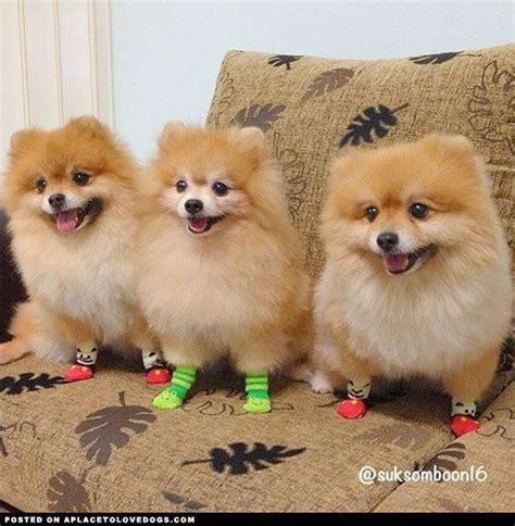 Can Dogs Wear Socks